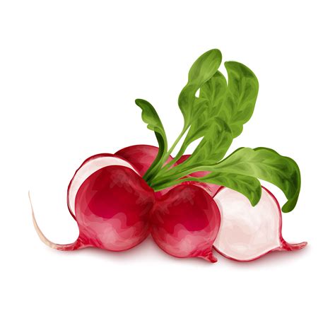 radish clip art